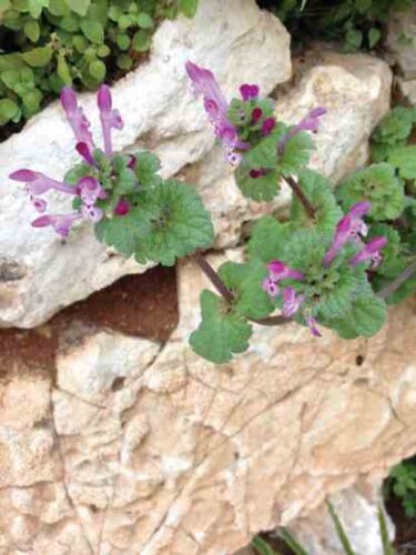 Foraging Wild Henbit